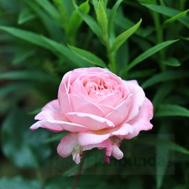 Jean de la Fontaine DONICZKA