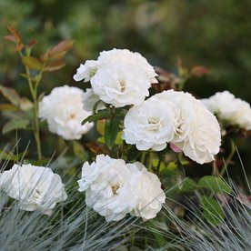 Iceberg Flower Circus DONICZKA