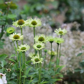 Jeżówka "Green Jewel"