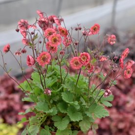 Kuklik "Pink Petticoats"