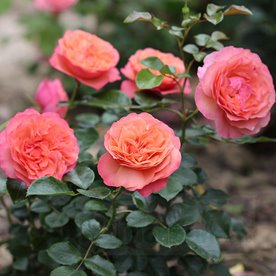 Coral Lions Rose®
