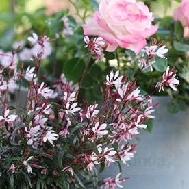 Gaura lindheimeri "GRACEFUL LIGHT PINK"