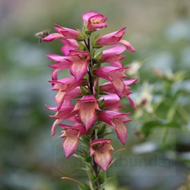 naparstnica hybrida "Rising Phoenix"