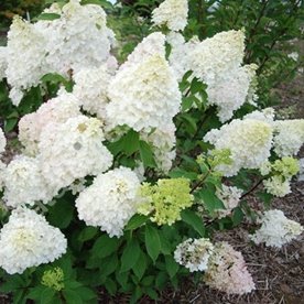 Hortensja Diamantino