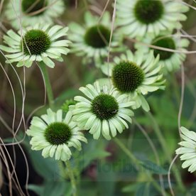 Jeżówka "Green Jewel"