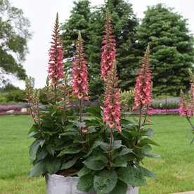 naparstnica hybrida "Rising Phoenix"