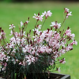 Gaura lindheimeri "GRACEFUL LIGHT PINK"