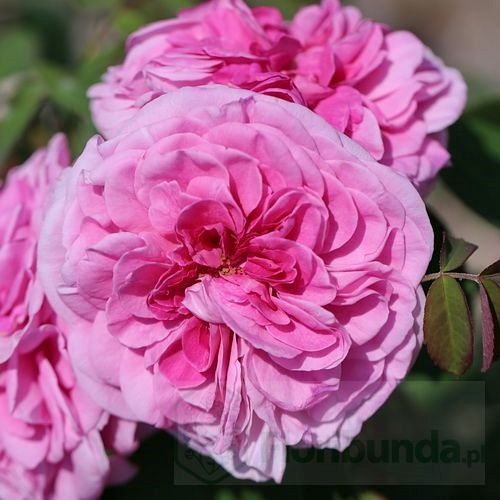 Gertrude Jekyll ( Ausbord) DONICZKA