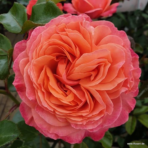 Coral Lions Rose®