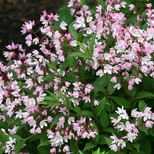 Żylistek "Cherry Blossom"