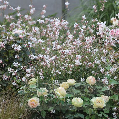 Gaura lindheimeri "Whirling Butterflies"