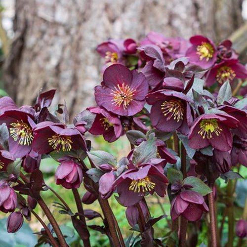 Ciemiernik orientalis "Pretty Ellen Purple"