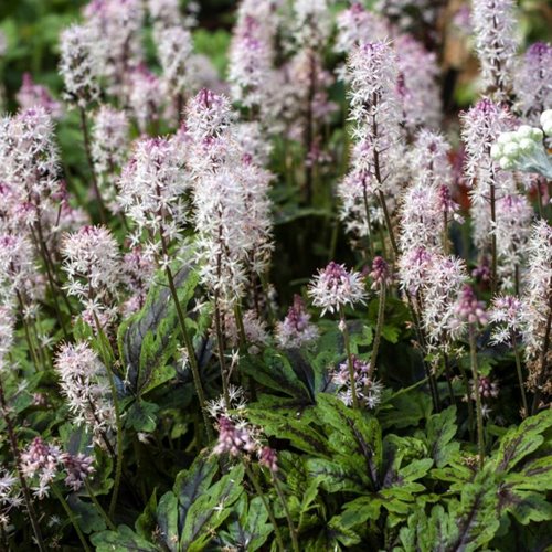 Tiarella "Angel wings"