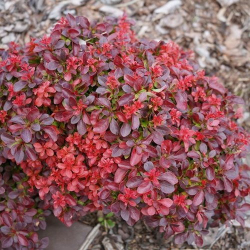 Berberys "Ruby Cloud"