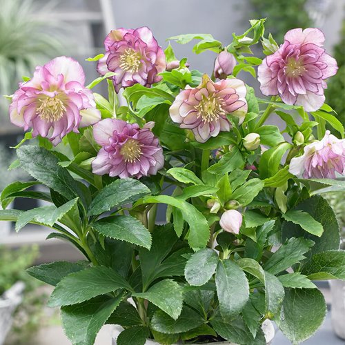 Ciemiernik "Double Ellen Pink"