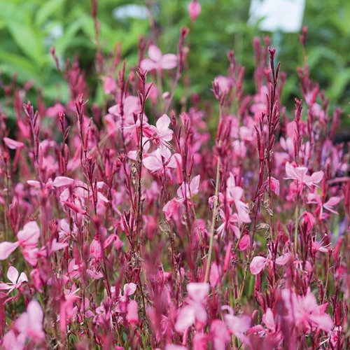 Gaura lindheimeri "Tutti Frutti"