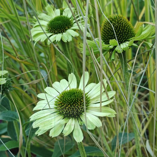 Jeżówka "Green Jewel"