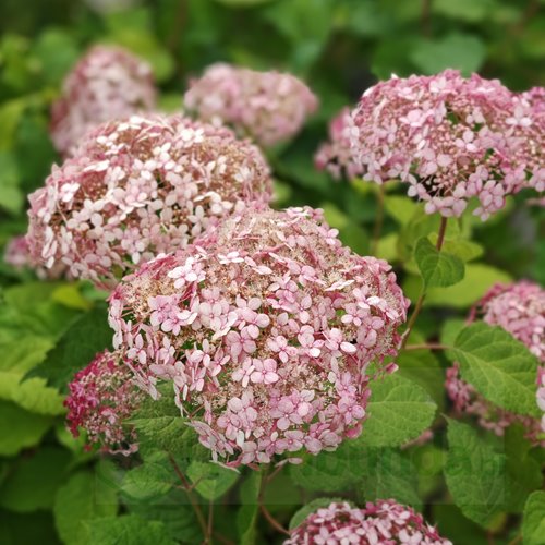 Hortensja krzewiasta Pink Anabelle