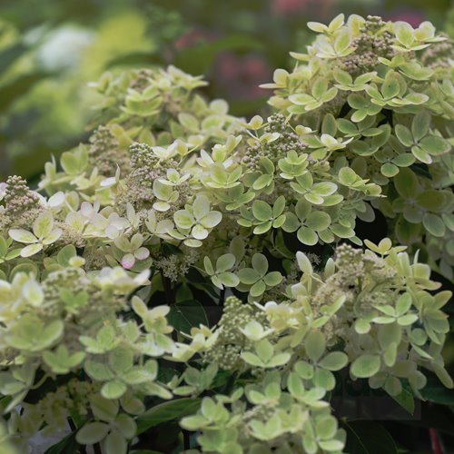 Hortensja bukietowa "PastelGreen"