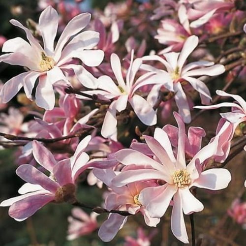 Magnolia  "Leonard messel"