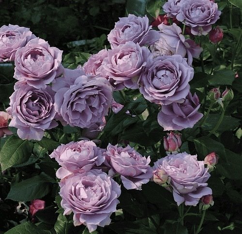 10 wyjątkowych róż z certyfikatem ADR, które znajdziesz w Floribunda.pl