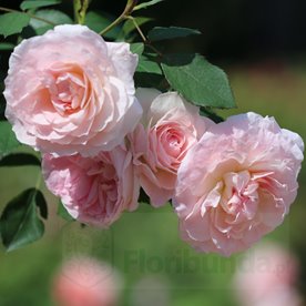 Morden Blush DONICZKA