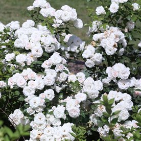 Aspirin Rose DONICZKA