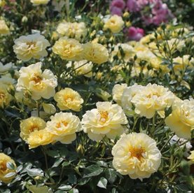 BIENENWEIDE GELB DONICZKA