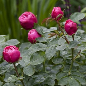 Magic Rokoko DONICZKA