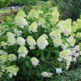 hortensja bukietowa "Limelight"