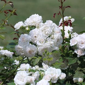Aspirin Rose DONICZKA