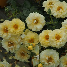 BIENENWEIDE GELB DONICZKA