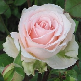 Johann Strauss (Meioffic)