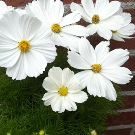 Kosmos "Casanova White"
