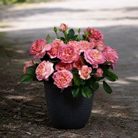 Auguste Escoffier