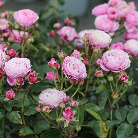 Cupcake Flower Circus