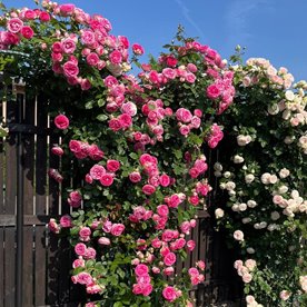 Pink Eden Rose (Cyclamen P. de Ron.)