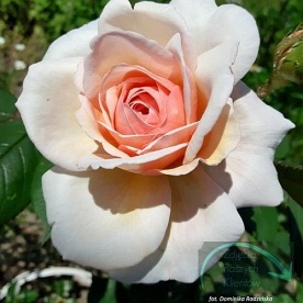 Garden of Roses /Cream Flower Circus DONICZKA