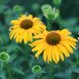 Jeżówka purpurowa 'Skipper Honey'