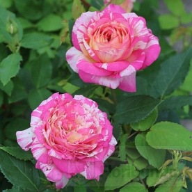 Marc Chagall (DELstrirojacre)