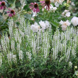 Szałwia omszona 'Sensation White'