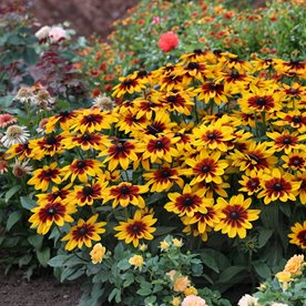 Rudbekia Sunbeckia® Sarah