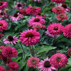 jeżówka SUNSEEKERS "Sweet Fuchsia"