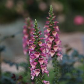 Naparstnica Digiplexis™ "Berry Canary"
