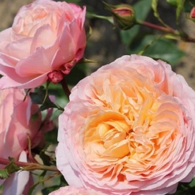 Domaine de Chantilly (DELagak)