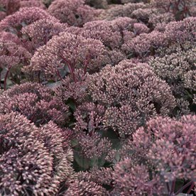 Rozchodnik karpacki "Thunderhead