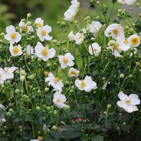 Zawilec Summer Breeze Snow