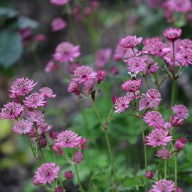 Jarzmianka Większa "Cerise Button"