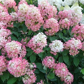 Hortensja bukietowa Diamant Rouge