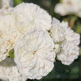 White Meidiland